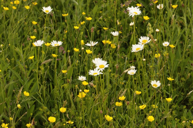 Gorse Hill Nature Reserve